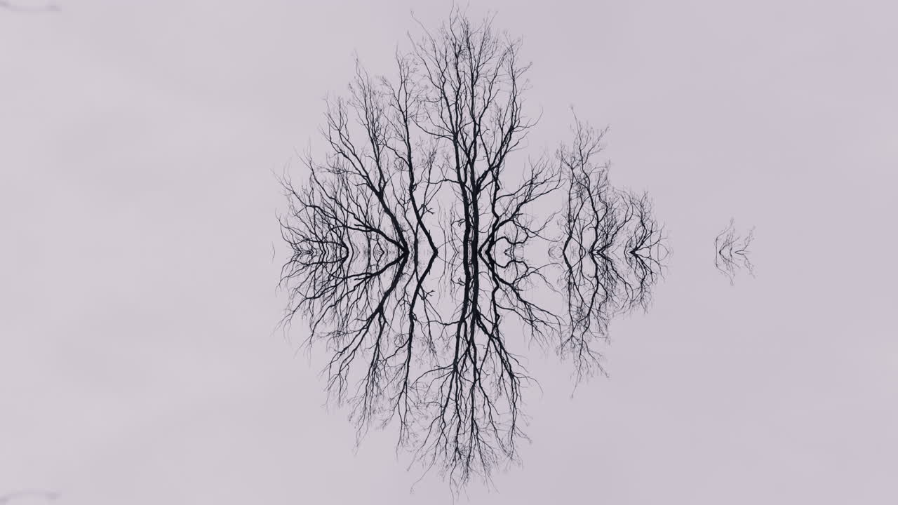 Reflective Bare Tree Silhouette