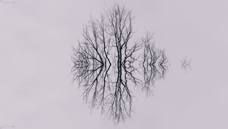 reflective bare tree silhouette