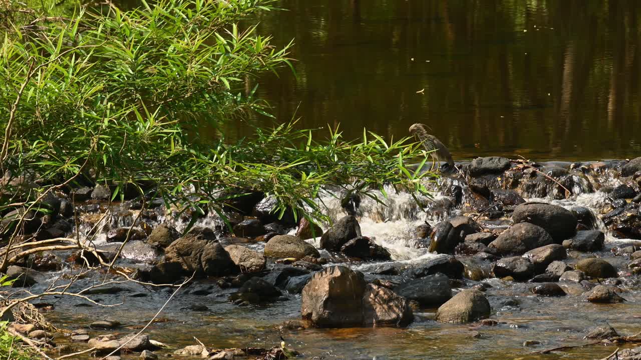 목을 쭉 뻗은 바위 위에 서서 사냥 위치로 돌아갑니다.