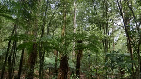 Beautiful-Forest-Tree-Scenery-in-Lush-Jungles-of-New-Zealand,-Low-Angle