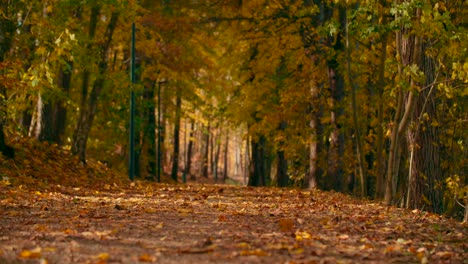 hojas de otoño cayendo en el camino y el sol brillando a través de las hojas de otoño