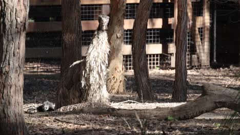 an emu shakes off dust in its enclosure