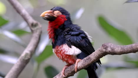 a beautiful rare red bellied bearded barbet perched on a tree branch grooming - slow motion