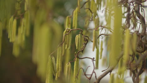 primer plano de paralaje manual de las flores amarillas de una avellana