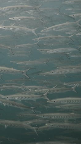 school of barracuda