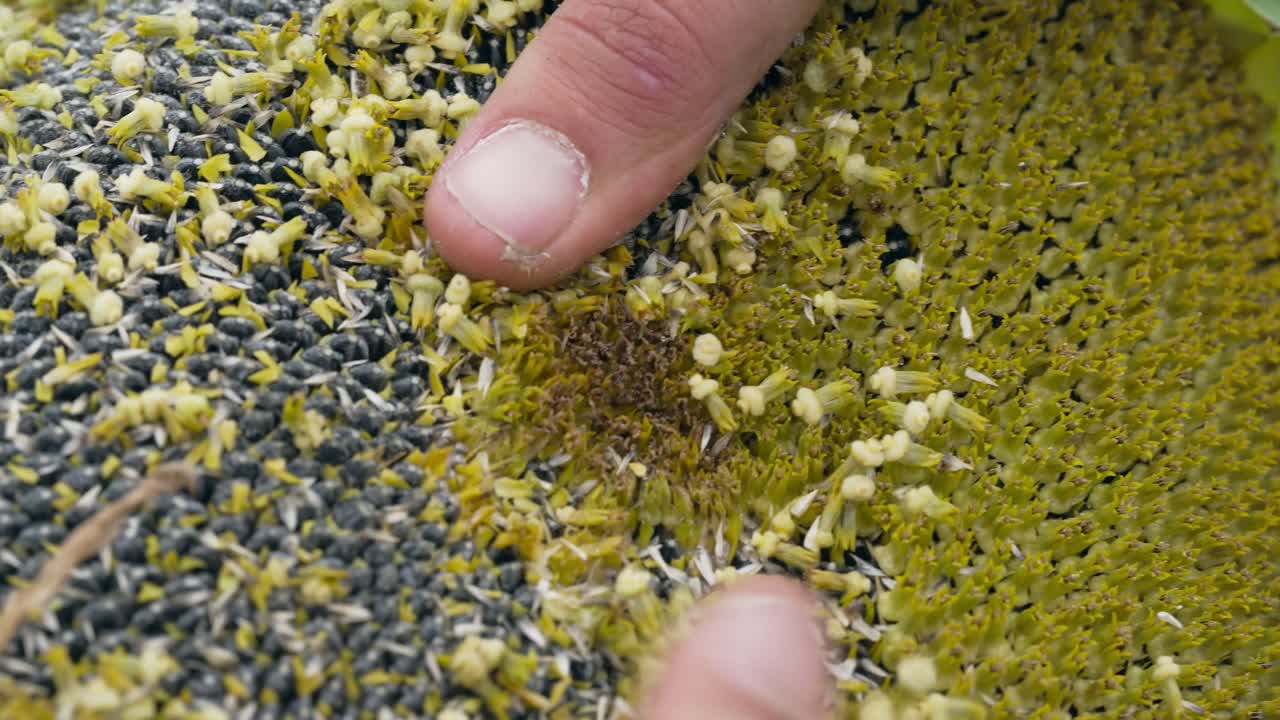 Sunflower Field on a cloudy Summer Day in Europe, farming sun flower, close-up, flower, agriculture, seeds, 4k, black seeds, sunflower