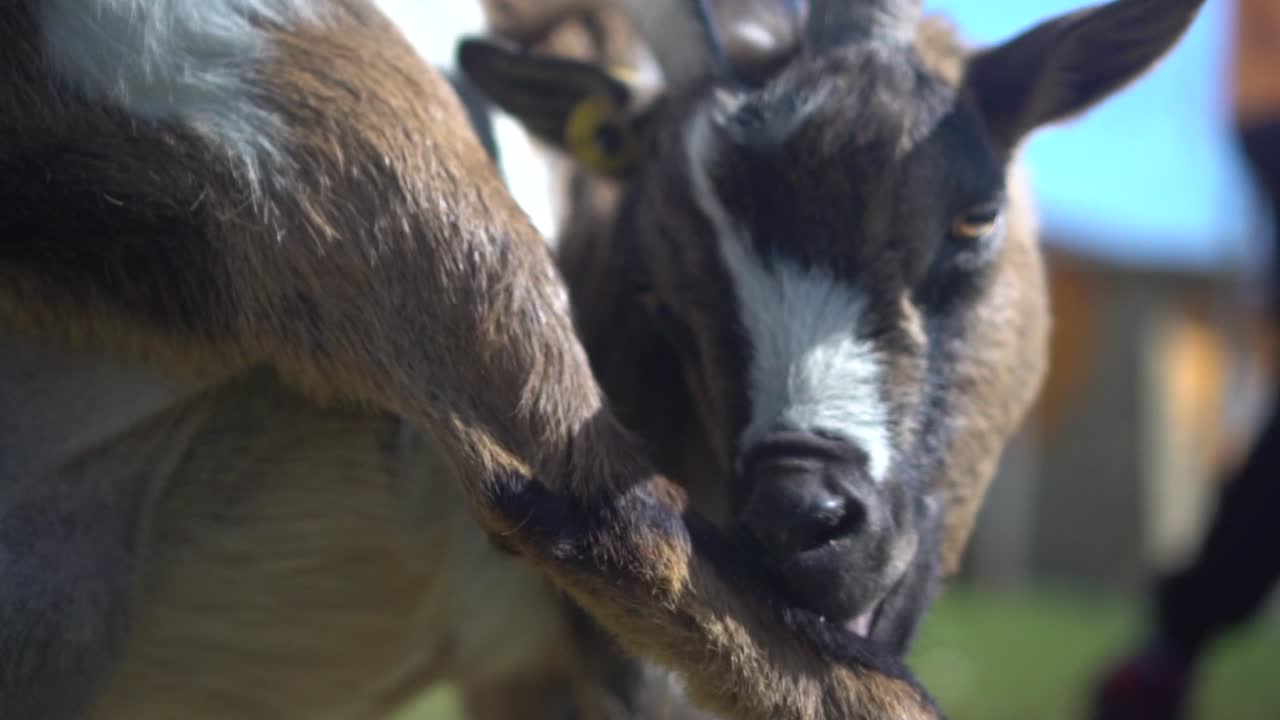 A goat turns its head to lick its hind leg, image with bokeh and portrait-style blur. Slow motion. Farm animal
