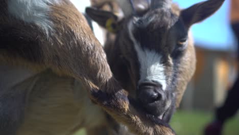 a goat turns its head to lick its hind leg, image with bokeh and portrait-style blur. slow motion. farm animal