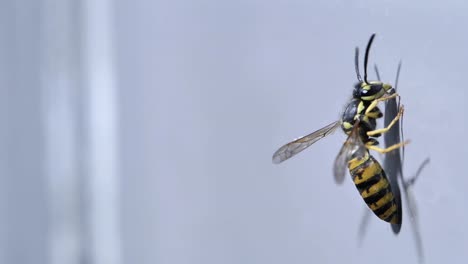 Nahaufnahme-Flacher-Fokus-Wespe-Gestreiftes-Insekt,-Das-Auf-Weißer-Wandoberfläche-Kriecht