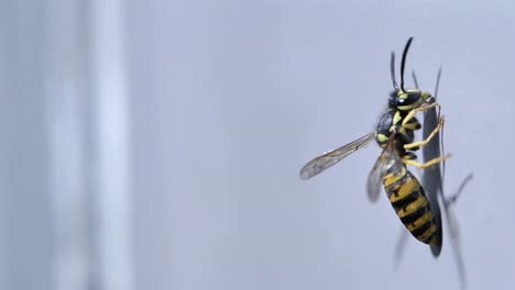 Closeup-shallow-focus-wasp-striped-insect-crawling-on-white-wall-surface