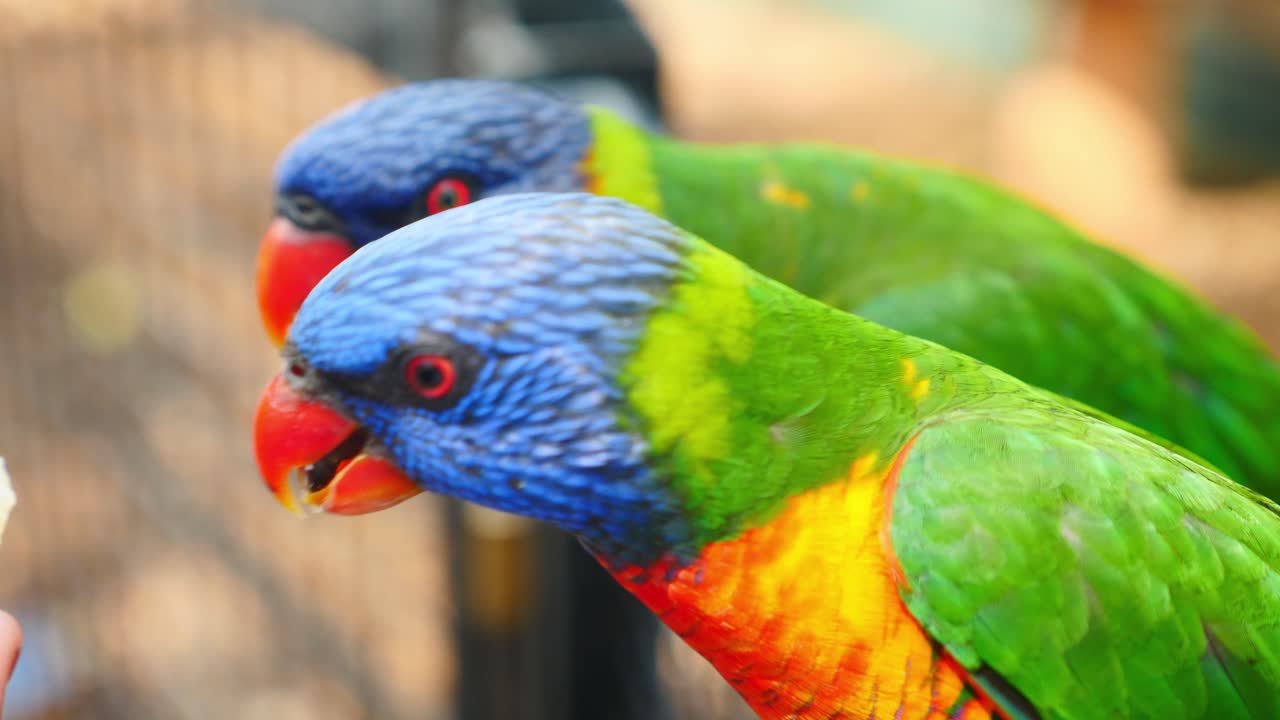 alimentación humana lorilkeets coloridos de australia salvaje - cierre de tiro loro loro arcoiris comiendo comida de humanos