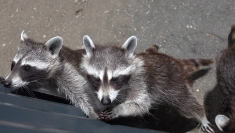 Excited-cute-raccoons-are-fed-with-nuts-in-their-enclosure