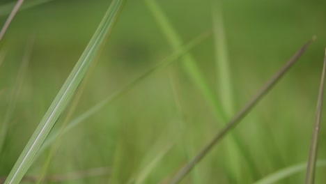 A-perennial-grass-native-to-tropical-and-subtropical-Asia-and-also-introduced-to-several-countries