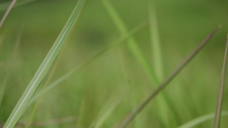 una hierba perenne originaria de asia tropical y subtropical y también introducida en varios países