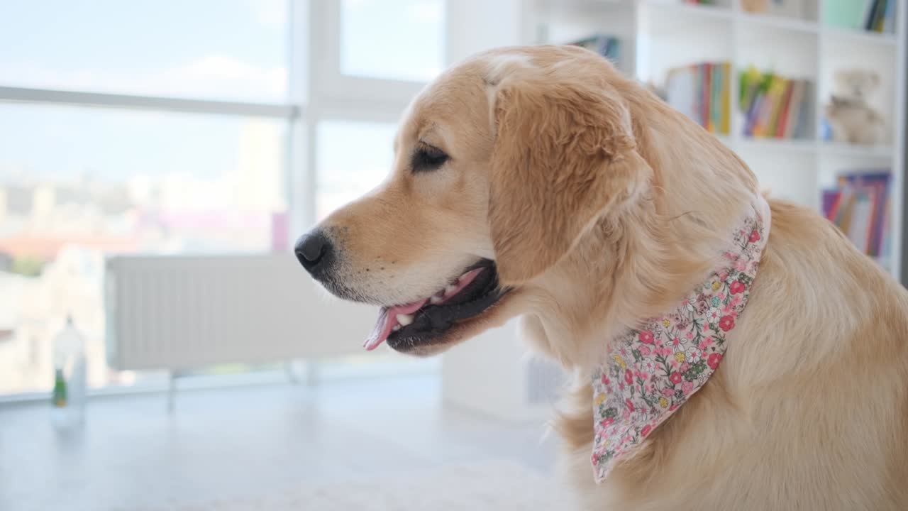 손수건을 입은 골든 리트리버 개