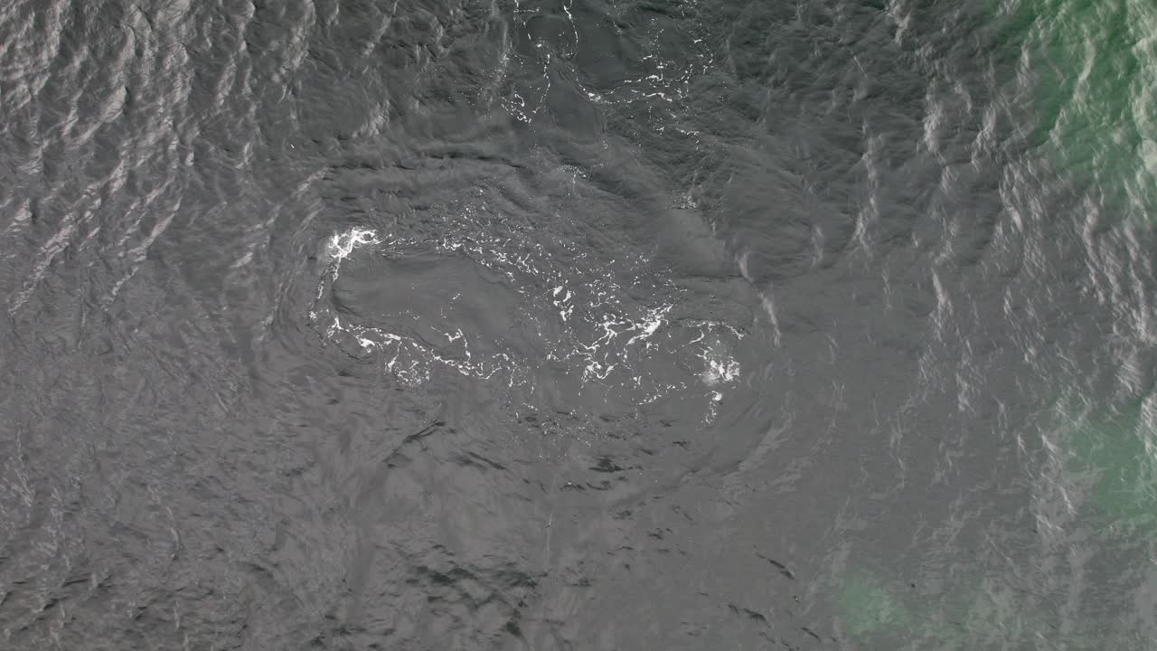 Anjing Laut Bermain di Air Laut, Pantai Safety Cove, Port Arthur, Tasmania, Australia - Aerial Top Down