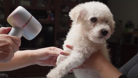 Primer-Plano-Juguete-Rizado-Caniche-Blanco-Perro-Arreglado-Conseguir-Pelo-Seco-Tienda-De-Mascotas-Pelo-De-Cuidado-Veterinario-Tienda-De-Animales-De-Salud,-Lindo-Perrito-Pequeño-Pedigrí