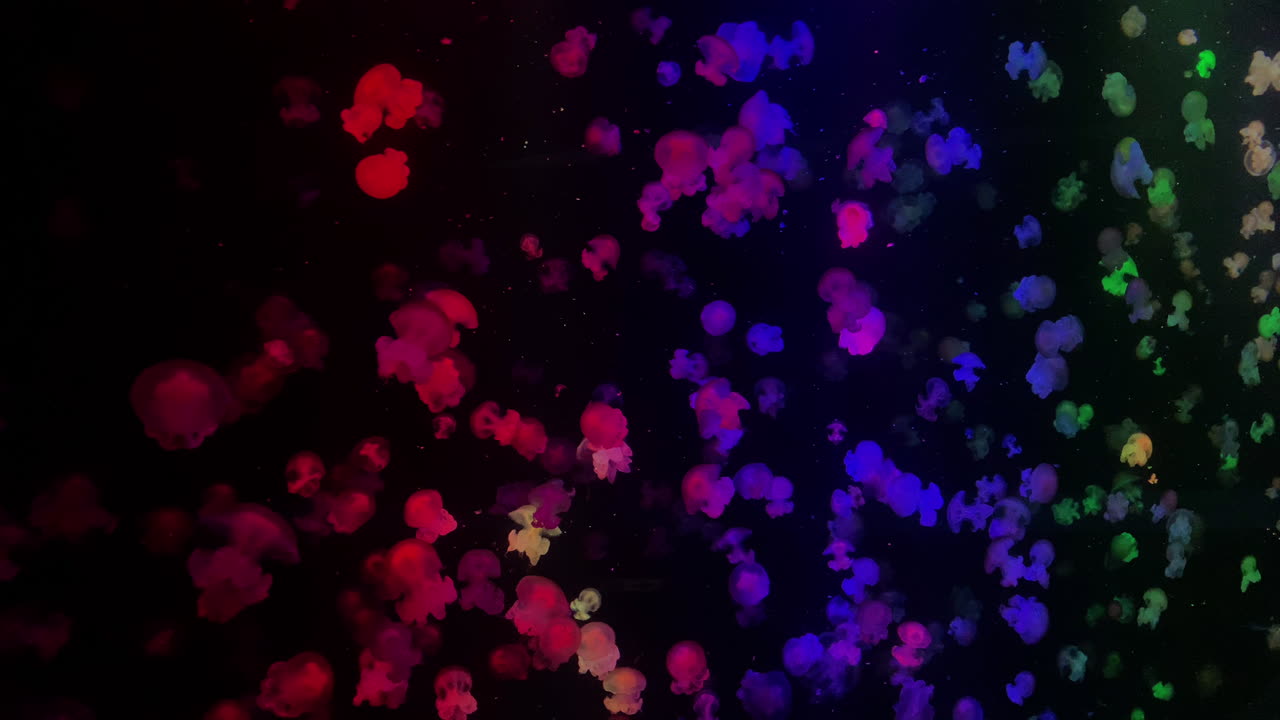 medusa - lychmoriza lucerna - medusa arco iris en el acuario de kamon, japón