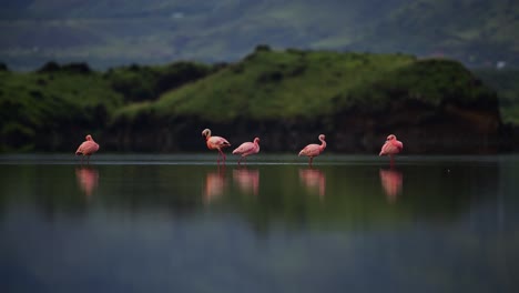 toma estática de flamencos rosados vibrantes que se abren camino a través de aguas tranquilas lentamente en el lago natron, tanzania