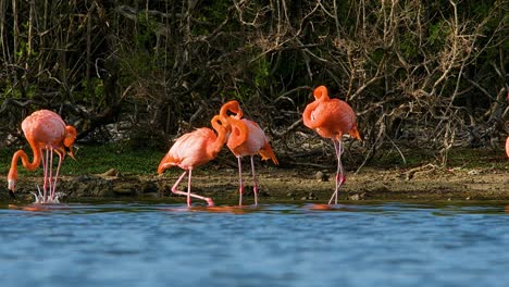 Acercamiento-Lento-A-Los-Flamencos-Alimentándose-Y-Chapoteando-En-El-Agua-En-El-Borde-Del-Bosque-De-Manglares