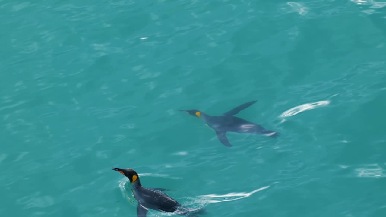 Two king penguins swimming and diving on turquoise glacier water.