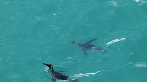 two king penguins swimming and diving on turquoise glacier water.