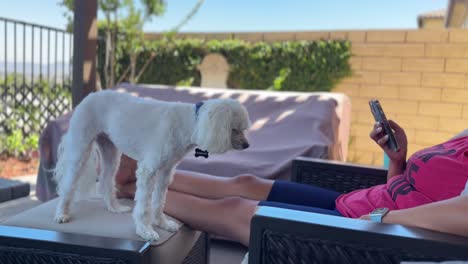 hispanic woman relaxing with her maltese dog and surfing on her smartphone