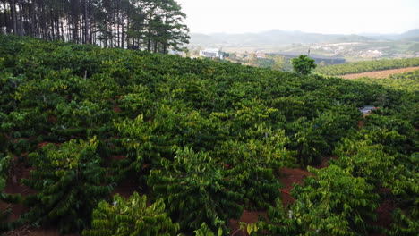 aerial low flyover arabica coffee trees growing on a plantation agricultural farm