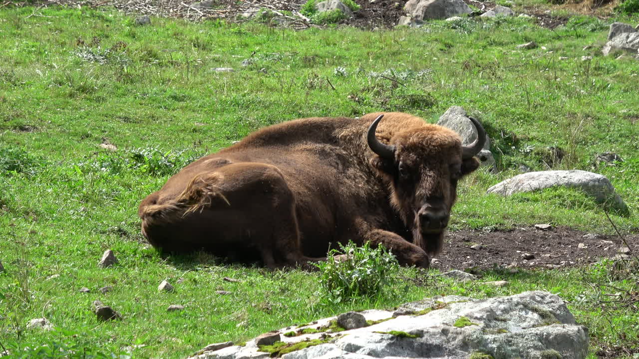Filmato di un bisonte europeo che riposa su un prato alpino verde tra le rocce a Dombay, Caucaso, Russia, mostrando la fauna selvatica nel suo habitat naturale montano.
