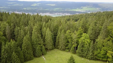 a drone moves over a fir forest next to a meadow in the swiss alps, aerial shot