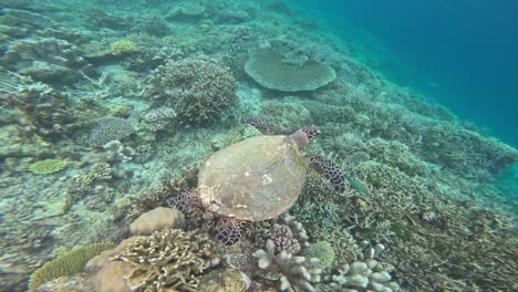 Una-Tortuga-Carey-Nada-Sobre-Un-Próspero-Arrecife-De-Coral,-Rodeada-De-Una-Variedad-De-Corales-Y-Vida-Marina