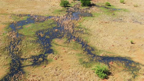 avión no tripulado aéreo de aves en vuelo en un manantial de agua natural en la naturaleza