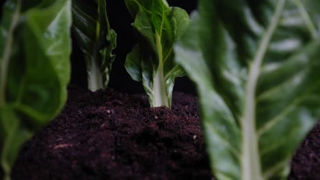 unique travel between the planted leaves of green cabbage