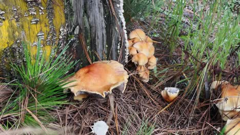 wild chunk of brown mushrooms growing on a pine tree root amid green alpine grass