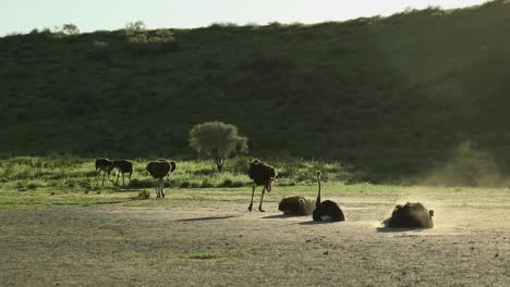 beautiful scenery showing a flock of ostriches pecking and enjoying a dust bath, kgalagadi transfrontier park