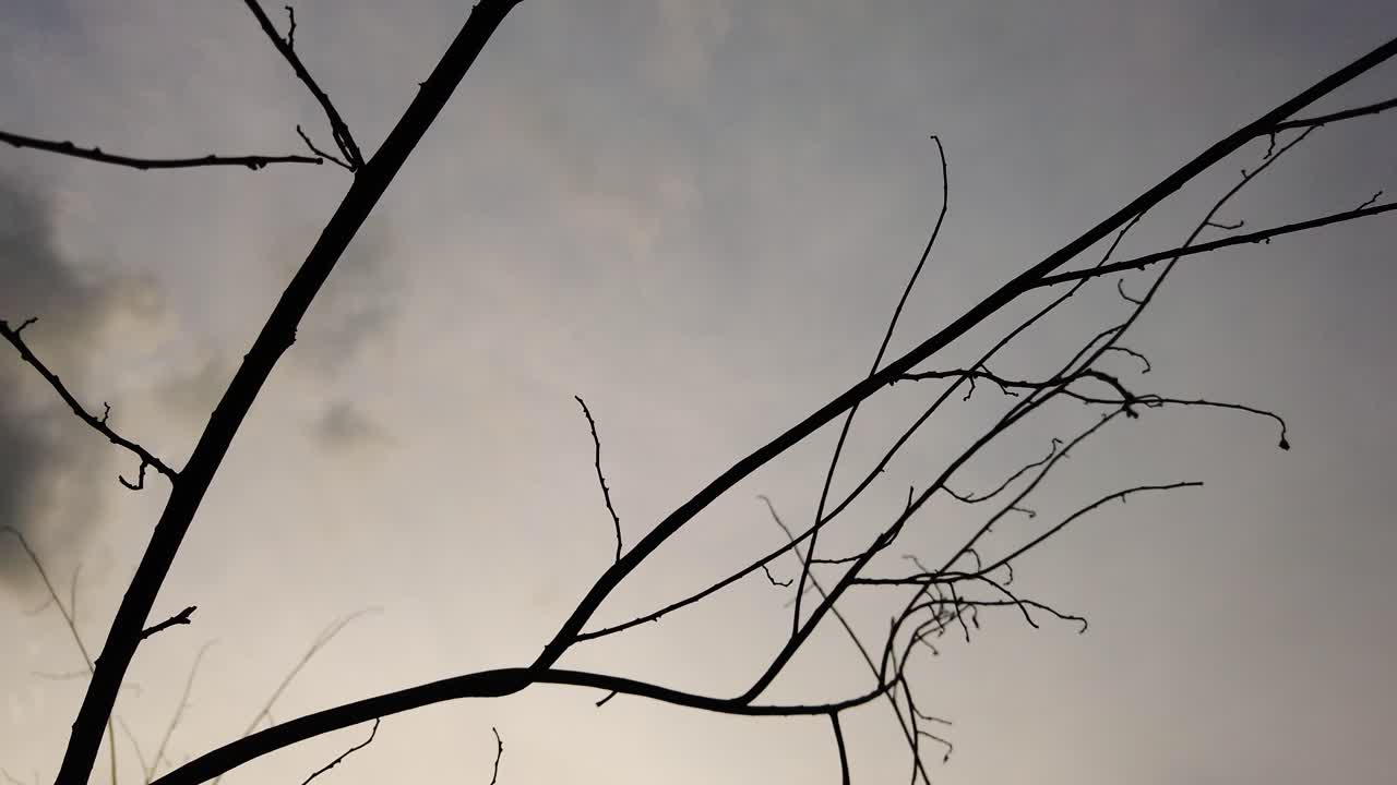 저녁 실루엣 나뭇가지 4k