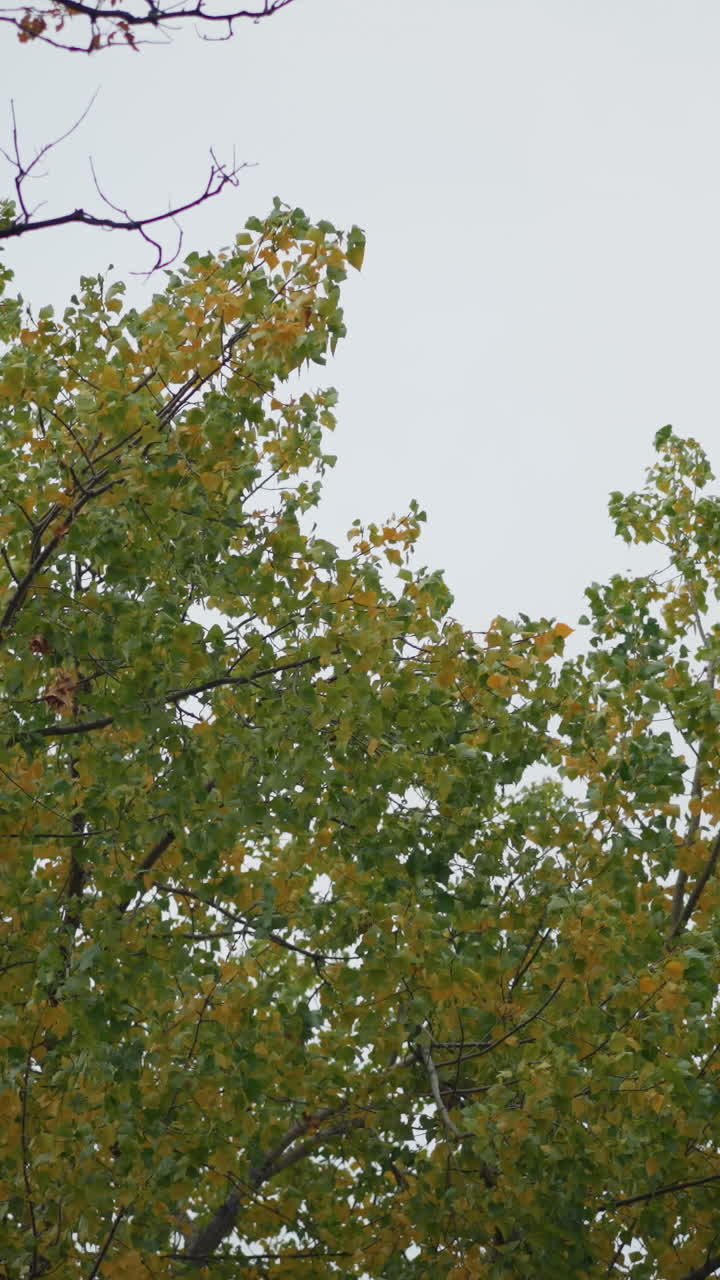 은 하늘 아래 바람에 부드럽게 흔들리는 나무 가지, 가을의 노란색의 이있는 활기찬 녹색 잎, 바람에 자연의 부드러운 움직임으로 평화로운 야외 장면을 만니다.