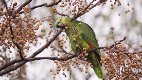 a wild turquoise fronted amazon bird, amazona aestiva, perched on chinaberry tree, eating melia azedarach fruits, close up outdoor shot during the day