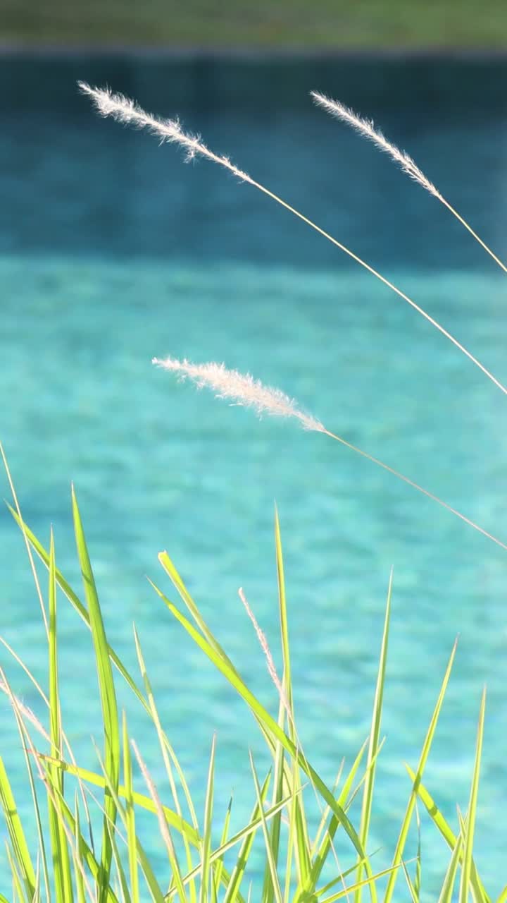 잔디는 조용한 물체에 의해 부드럽게 움직입니다