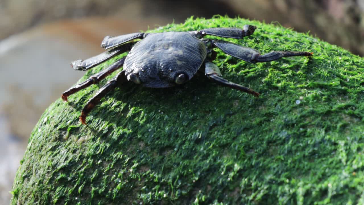 호주의 야생동물 동물 귀여운