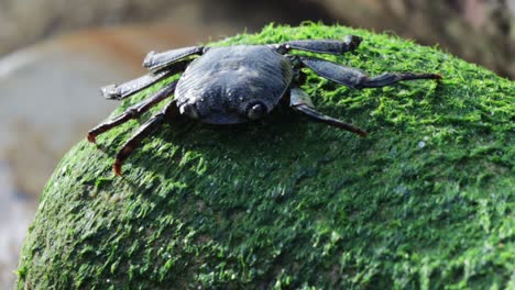 Crab-feeding-moss-rock-Australia-wildlife-animal-cute