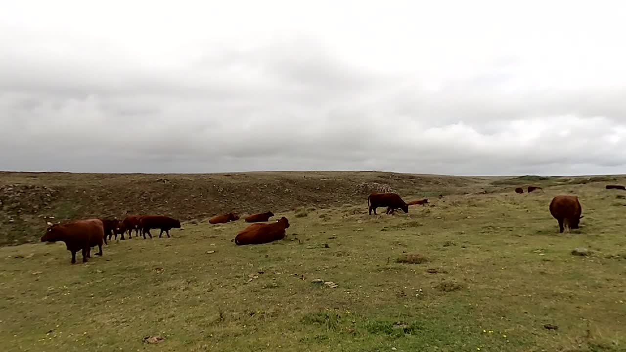 vacas de pelo largo pastando pacíficamente y paseando por el campo costero