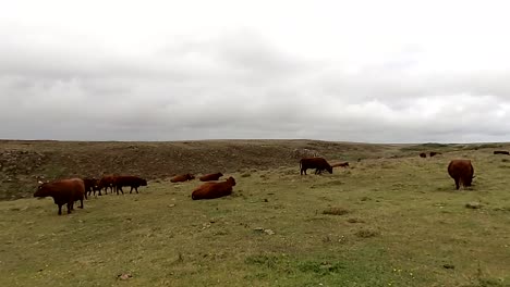 vacas de pelo largo pastando pacíficamente y paseando por el campo costero