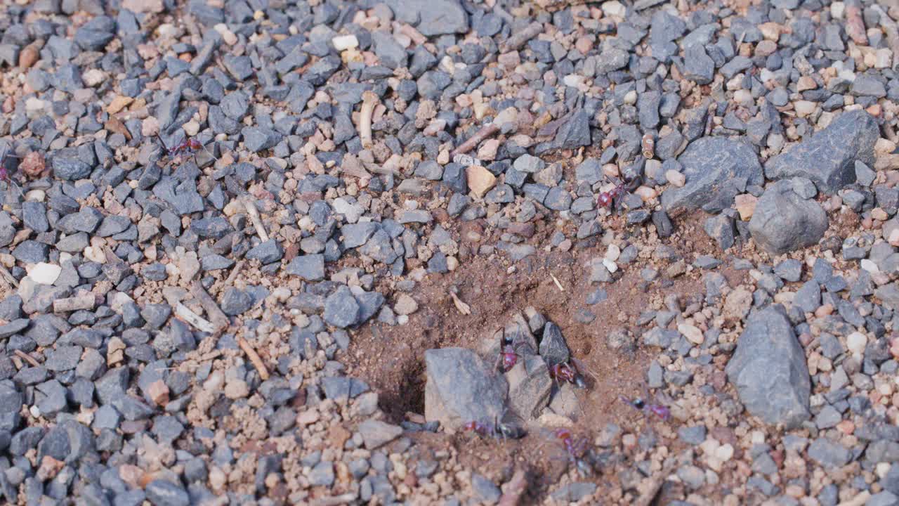 Bull ants actively move around nest entrance in rocky soil, natural daylight, static overhead shot