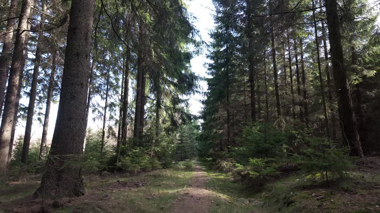 Spring forest, sunlight rays through trees, path ahead, POV perspective, nature awakening.