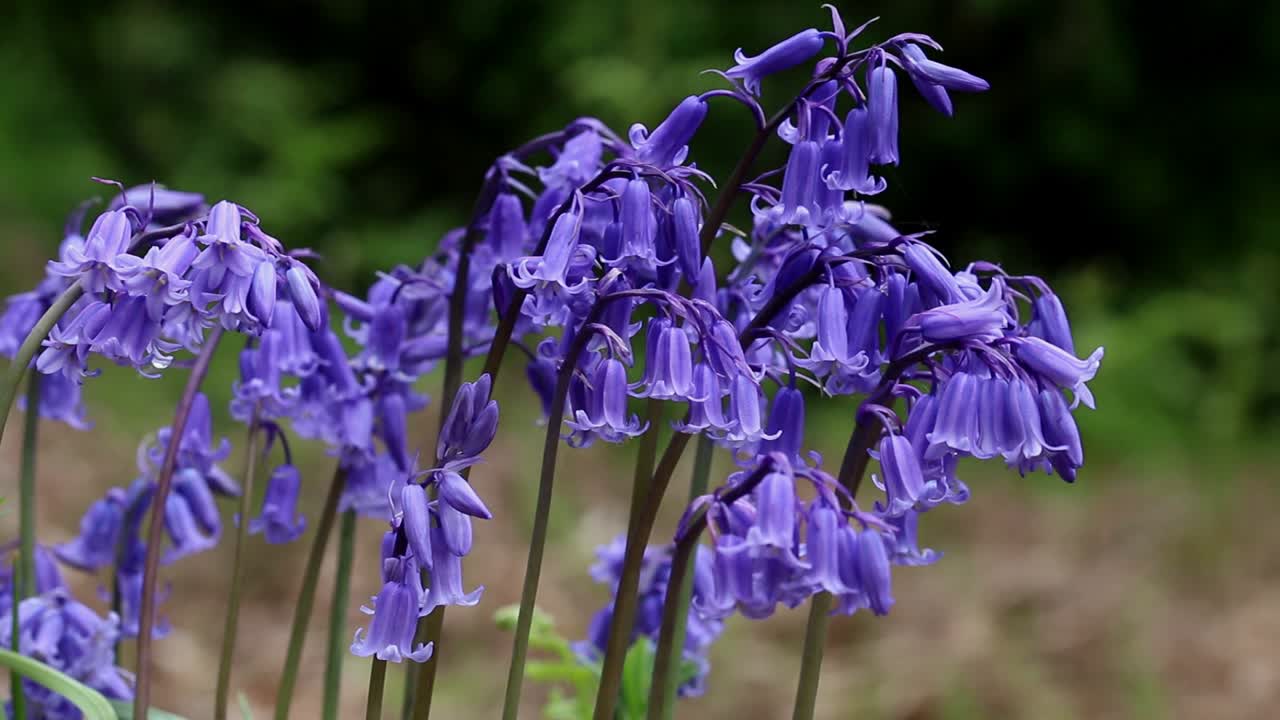 Closeup of Bluebells, Hyacinthoides non-scripta, in flower. Spring. England. UK