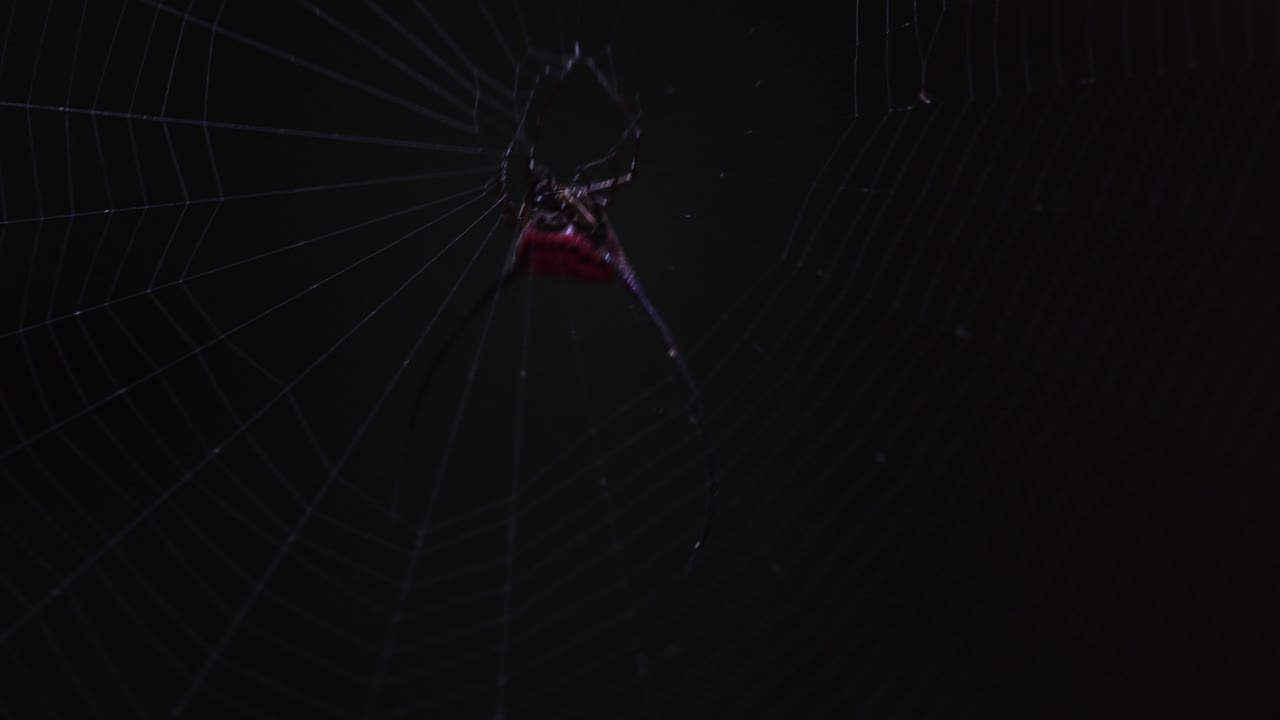 먹이를 기다리는 모습을 보았을 때 갑자기 먹이가 움직이는 것은 먹이가 먹이에 잡혔다는 신호입니다. - curved spiny spider, macracantha arcuata, 태국