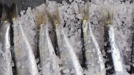 fresh anchovies on ice with salt