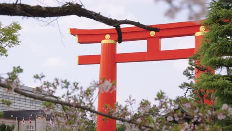 spring in kyoto japan, sakura in bloom focus reveal of heian jingu shrine