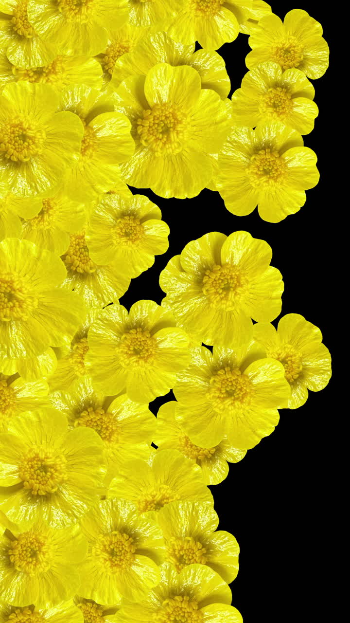 Gule blomster, der vises og forsvinder på sort baggrund